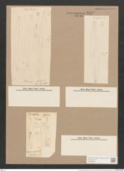 Pleurosigma nubecula W.Sm. (de-Toni-Nr.: Genus 13, Species 1006) Zeichnungen Sammlung Grunow Nr. 2047 (NHMW-BOT-W0368903)